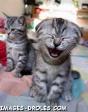 Chat rigole bien !