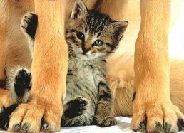 MiGnOn