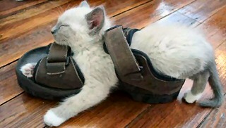 Ti MiNOu