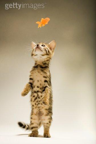 ChaAaAatOn ...... mAaAnNngE Ta ViAaAanNnNnDe !